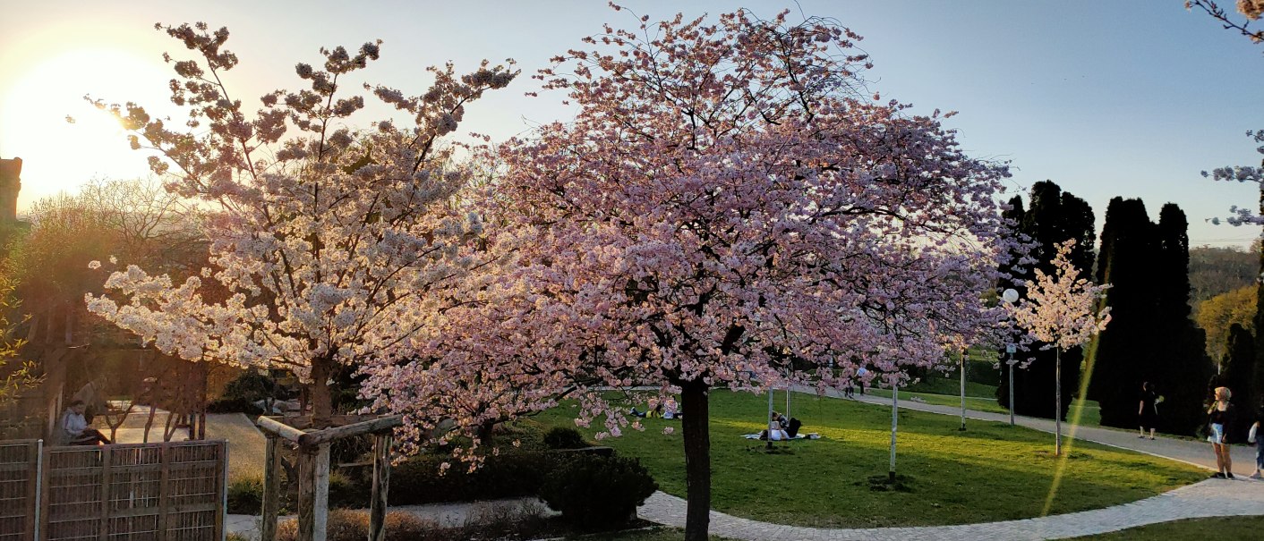Blossoming cherry trees in the park at sunset. People are sitting on the grass, the sky is clear and the sun is setting., © SMG Blossoming cherry trees in the park at sunset. People are sitting on the grass, the sky is clear and the sun is setting., © SMG