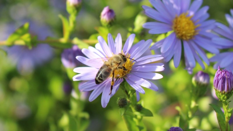 A bee sits on a purple flower, surrounded by other flowers and buds in the green background., © M. Badtke A bee sits on a purple flower, surrounded by other flowers and buds in the green background., © M. Badtke