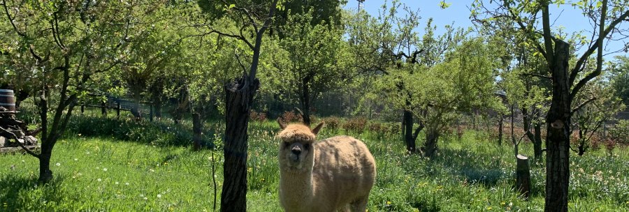 &copy; W&uuml;rttemberg Alpakas