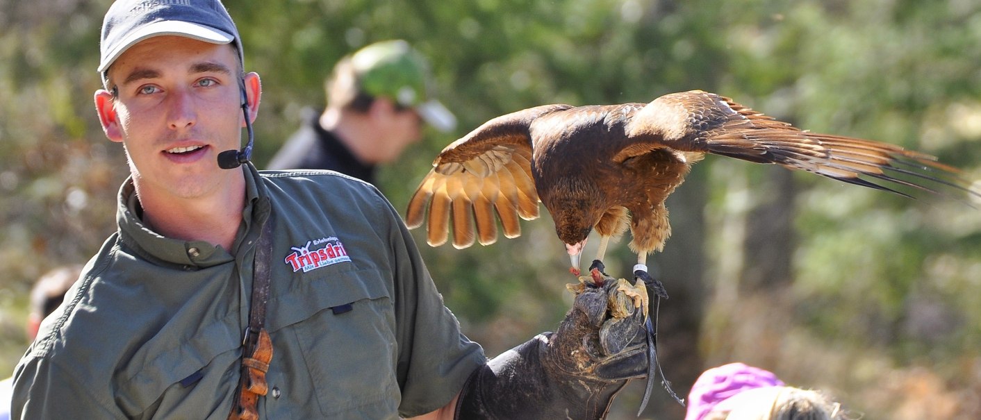 Ein Falkner h&auml;lt einen Greifvogel auf seinem behandschuhten Arm. Er tr&auml;gt ein Mikrofon und steht vor einer Gruppe von Zuschauern im Freien., &copy; Wildparadies Tripsdrill