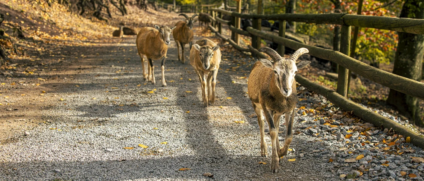 Mouflons on an autumnal forest path in Cleebronn; one with horns in the foreground, next to a wooden railing., © SMG, Sarah Schmid Mouflons on an autumnal forest path in Cleebronn; one with horns in the foreground, next to a wooden railing., © SMG, Sarah Schmid