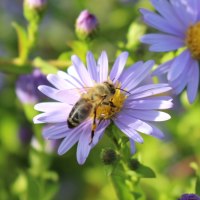 A bee sits on a purple flower, surrounded by other flowers and buds in the green background., &copy; M. Badtke