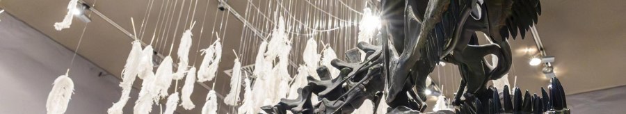 A dinosaur skeleton in the Museum am Löwentor, surrounded by hanging white feathers and illuminated by ceiling spotlights., © Stuttgart-Marketing GmbH, Sarah Schmid
