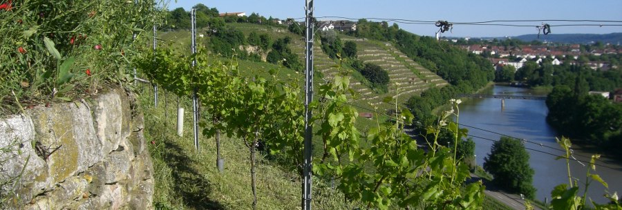 Vineyard with vines and flowering plants at the edge. In the background, a river flows through a green landscape under a blue sky., &copy; Weingut Warth