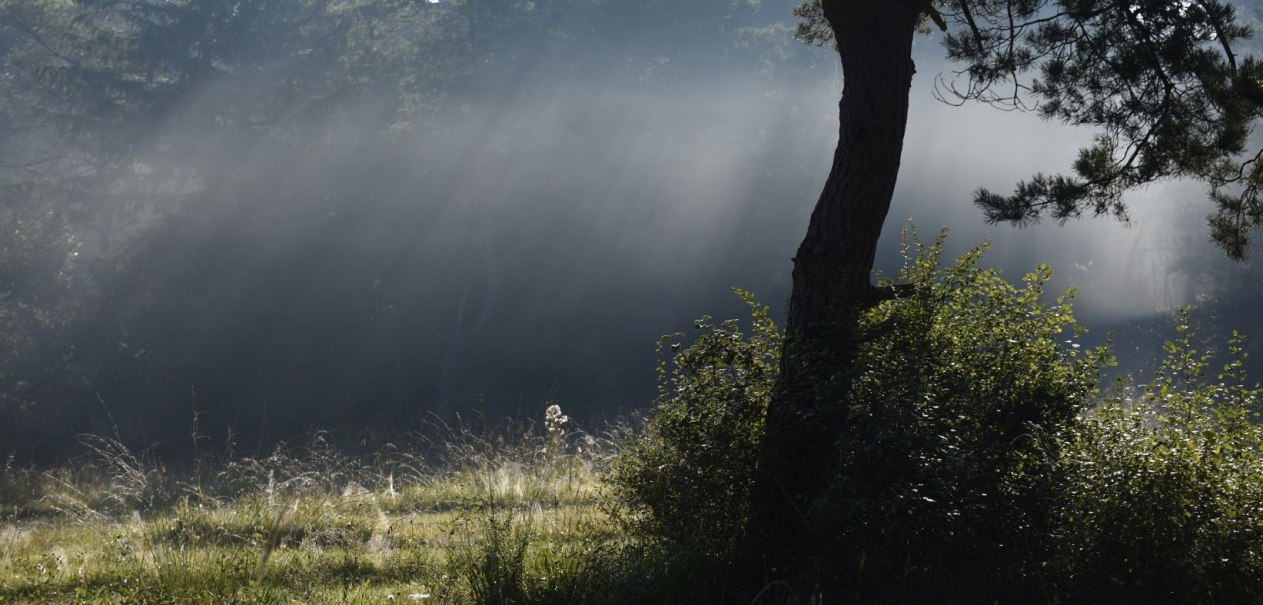 Sonnenstrahlen durchdringen den nebligen Wald und beleuchten das Gras und die B&uuml;sche im Vordergrund. Ein ruhiger, friedlicher Moment in der Natur., &copy; Rathmann