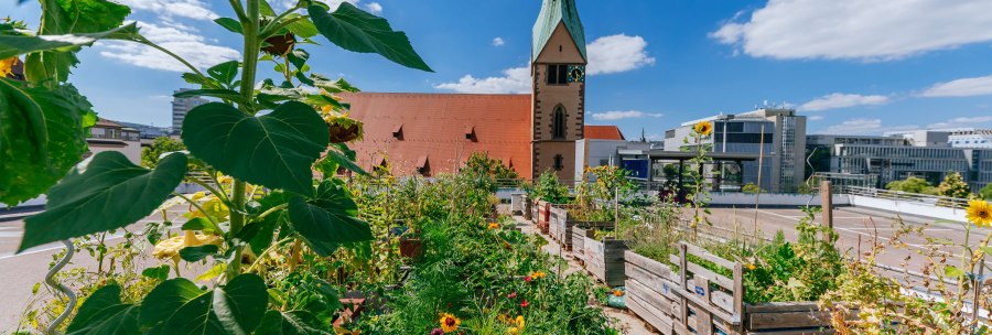 Ein urbaner Garten mit Sonnenblumen und anderen Pflanzen, im Hintergrund die Leonhardskirche und moderne Gebäude unter blauem Himmel., © Thomas Niedermüller Ein urbaner Garten mit Sonnenblumen und anderen Pflanzen, im Hintergrund die Leonhardskirche und moderne Gebäude unter blauem Himmel., © Thomas Niedermüller