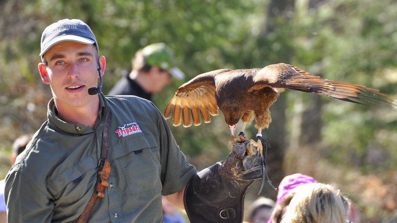 A falconer holds a bird of prey on his gloved arm. He carries a microphone and stands in front of a group of spectators outside., © Wildparadies Tripsdrill A falconer holds a bird of prey on his gloved arm. He carries a microphone and stands in front of a group of spectators outside., © Wildparadies Tripsdrill