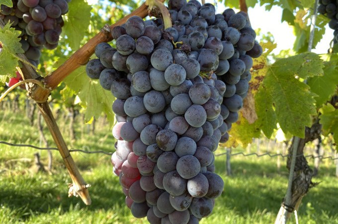 Reife, dunkelviolette Trauben hängen an einem Weinstock. Im Hintergrund sind grüne Blätter und ein sonniger Himmel zu sehen., © Weingenuss Stuttgart
