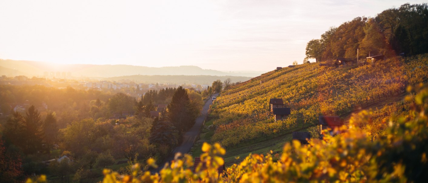 Weinberge im Sonnenuntergang, die Hügel sind in warmes Herbstlicht getaucht. Im Hintergrund eine Stadtlandschaft unter einem klaren Himmel., © 70469R!