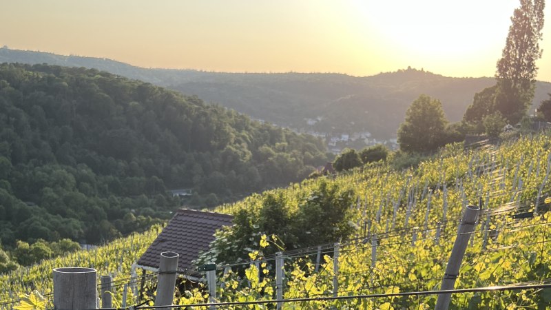 Ein Weinberg am Schimmelhüttenweg bei Sonnenuntergang. Im Hintergrund sind bewaldete Hügel und ein kleines Haus zu sehen., © weinvomhaigst Ein Weinberg am Schimmelhüttenweg bei Sonnenuntergang. Im Hintergrund sind bewaldete Hügel und ein kleines Haus zu sehen., © weinvomhaigst