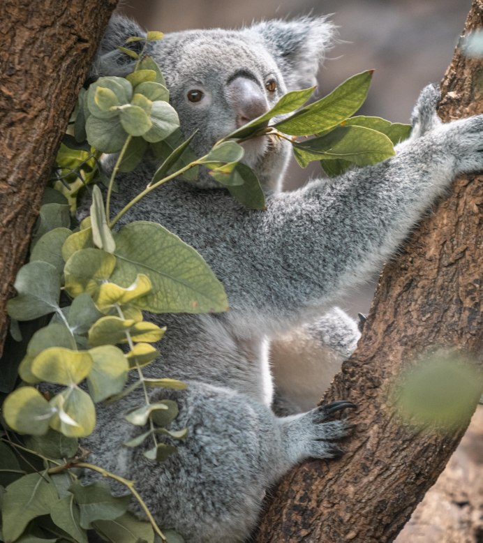 A koala sits in a tree and eats eucalyptus leaves. The background is blurred, with lots of green leaves., © Stuttgart-Marketing GmbH, Sarah Schmid