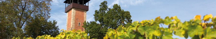 Der Aussichtsturm Burgholzhof in Stuttgart ragt hinter grünen Weinreben und Bäumen in den blauen Himmel., © SMG, Achim Mende