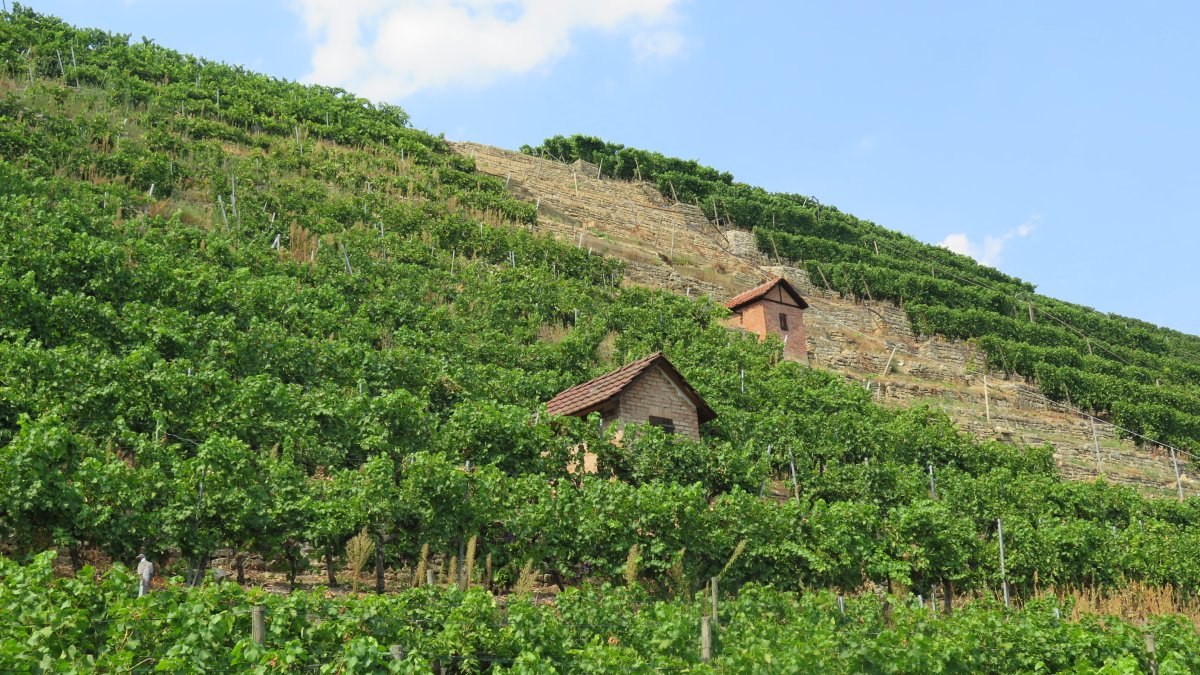 Weinberge erstrecken sich über einen Hügel mit zwei kleinen Häuschen. Die Reben sind grün und dicht, der Himmel ist blau mit wenigen Wolken., © Stuttgart-Marketing GmbH Weinberge erstrecken sich über einen Hügel mit zwei kleinen Häuschen. Die Reben sind grün und dicht, der Himmel ist blau mit wenigen Wolken., © Stuttgart-Marketing GmbH