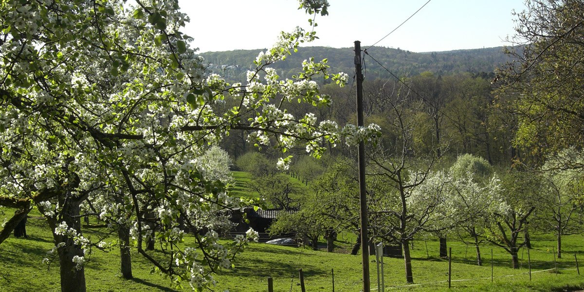 Orchard meadow Gewann Kressart, © Stuttgarter Straßenbahnen AG
