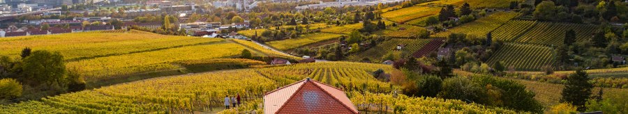 Vineyards in the foreground with a small building. A cityscape with a stadium and hills can be seen in the background., © Weingut Wöhrwag