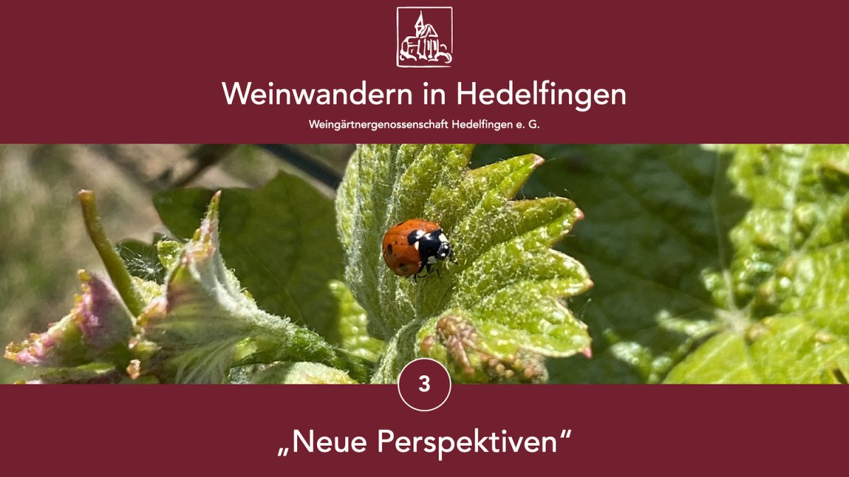 Marienkäfer auf Weinblatt, umgeben von Weinreben. Text: 'Weinwandern in Hedelfingen', 'Neue Perspektiven', Weingärtnergenossenschaft Hedelfingen., © Lukas Alperowitz
