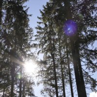 Sonnen scheint durch Bäume dahinter blauer Himmel, © TMBW Sonnen scheint durch Bäume dahinter blauer Himmel, © TMBW