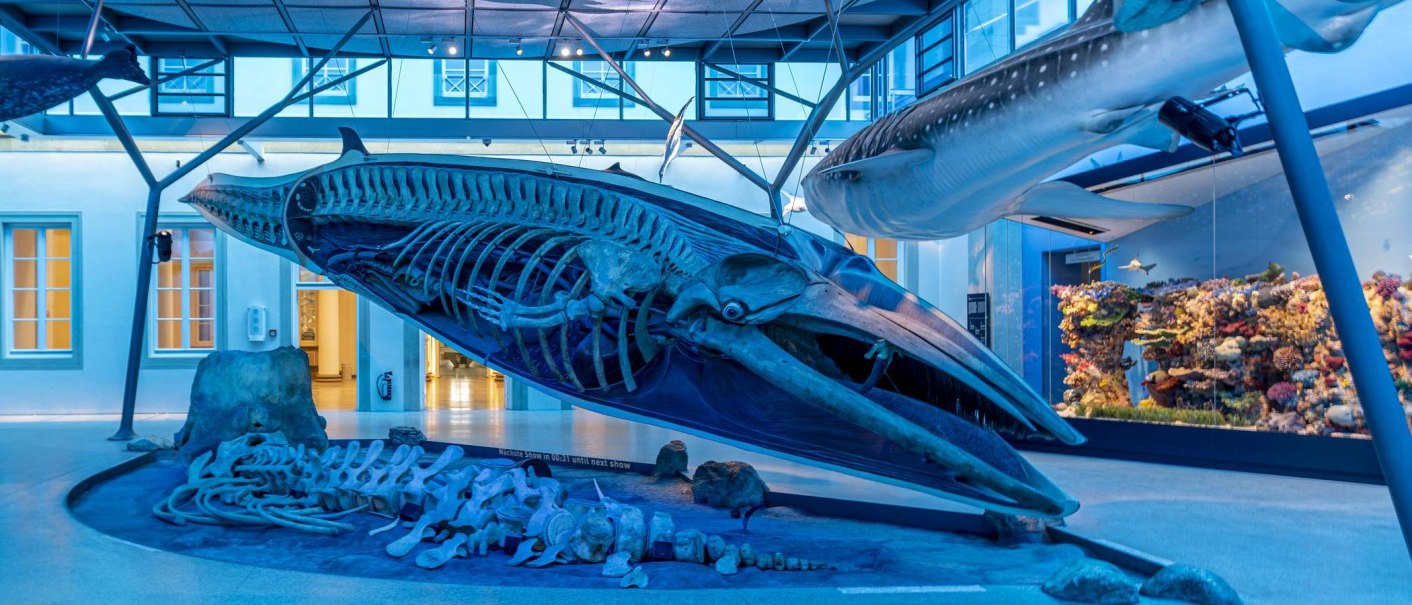 A large whale skeleton in a blue, illuminated exhibition at Rosenstein Castle Natural History Museum., © Stuttgart Marketing GmbH, Sarah Schmid