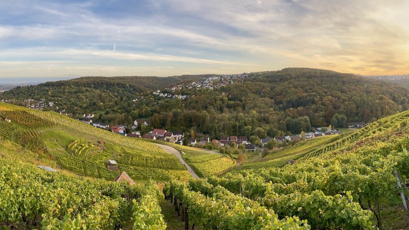 Weinberge erstrecken sich über sanfte Hügel, ein Dorf liegt eingebettet in die grüne Landschaft. Der Himmel ist leicht bewölkt, die Sonne geht unter., © Weingärtnergenossenschaft Hedelfingen Weinberge erstrecken sich über sanfte Hügel, ein Dorf liegt eingebettet in die grüne Landschaft. Der Himmel ist leicht bewölkt, die Sonne geht unter., © Weingärtnergenossenschaft Hedelfingen