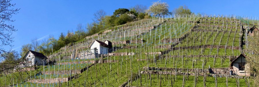 Terrassierte Weinberge im Dürrbachtal mit kleinen Hütten und blühenden Bäumen unter klarem, blauem Himmel., © Weingärtnergenossenschaft Hedelfingen Terrassierte Weinberge im Dürrbachtal mit kleinen Hütten und blühenden Bäumen unter klarem, blauem Himmel., © Weingärtnergenossenschaft Hedelfingen