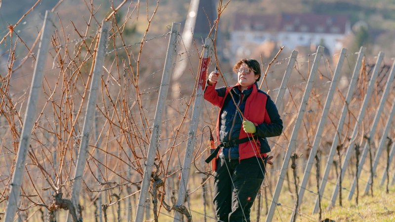 Eine Person schneidet Reben in einem Weinberg. Sie tr&auml;gt eine rote Jacke und benutzt eine Schere. Die Reben sind kahl und in Reihen angeordnet., &copy; SMG, Thomas Niederm&uuml;ller