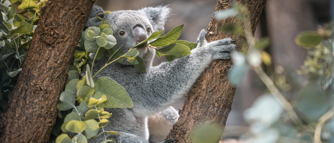 Ein Koala sitzt in einem Baum und isst Eukalyptusblätter. Der Hintergrund ist unscharf, mit vielen grünen Blättern., © Stuttgart-Marketing GmbH, Sarah Schmid