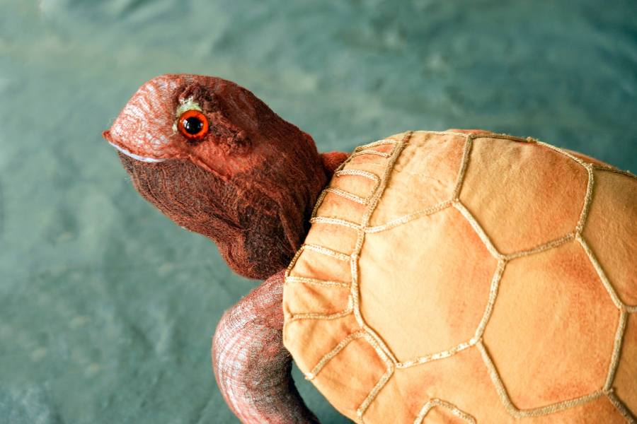 Die Schildkr&ouml;te freut sich auf ihren Geburtstag., &copy; Michael Fr&ouml;hlich