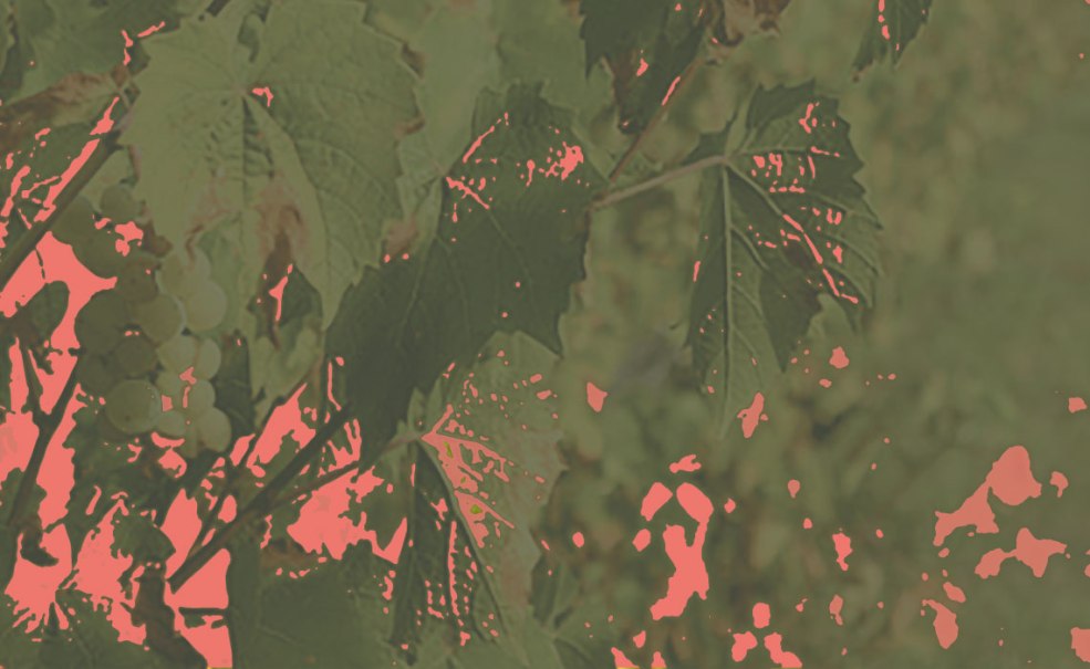 Verfremdetes Bild von Weinbl&auml;ttern und Trauben in einem k&uuml;nstlerischen Stil mit roten und gr&uuml;nen Farbt&ouml;nen., &copy; HdH BW