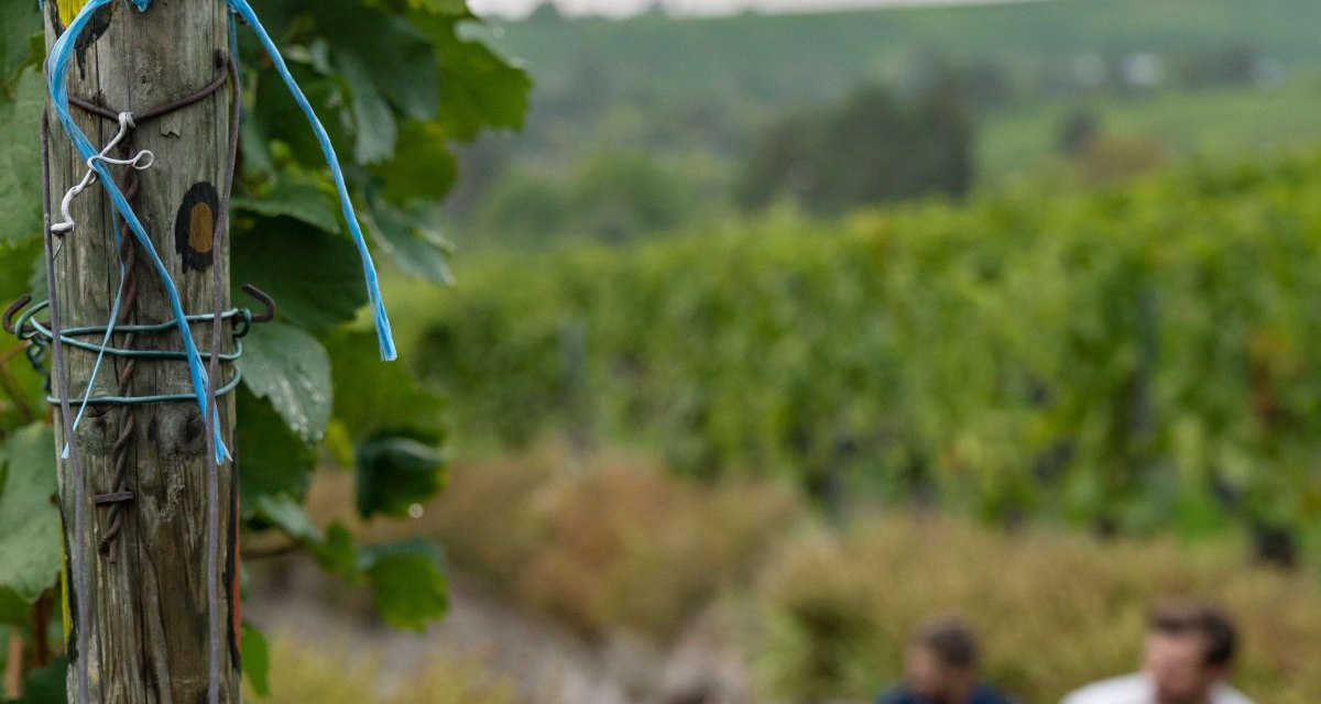 Schild 'Weinwanderweg Stuttgart' an einem Pfosten, im Hintergrund unscharfe Wanderer und Weinberge., © Stuttgart-Marketing GmbH, Martina Denker Schild 'Weinwanderweg Stuttgart' an einem Pfosten, im Hintergrund unscharfe Wanderer und Weinberge., © Stuttgart-Marketing GmbH, Martina Denker