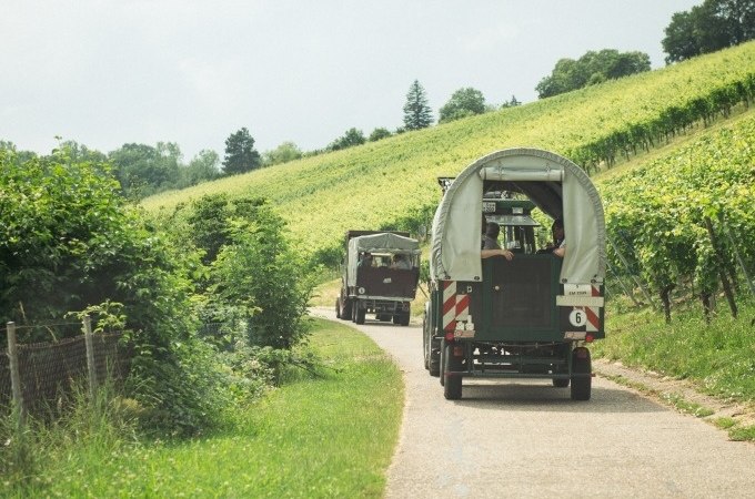Zwei Planwagen fahren auf einem schmalen Weg durch einen grünen Weinberg. Die Landschaft ist hügelig und von Reben umgeben., © Cool-Tours StattReisen
