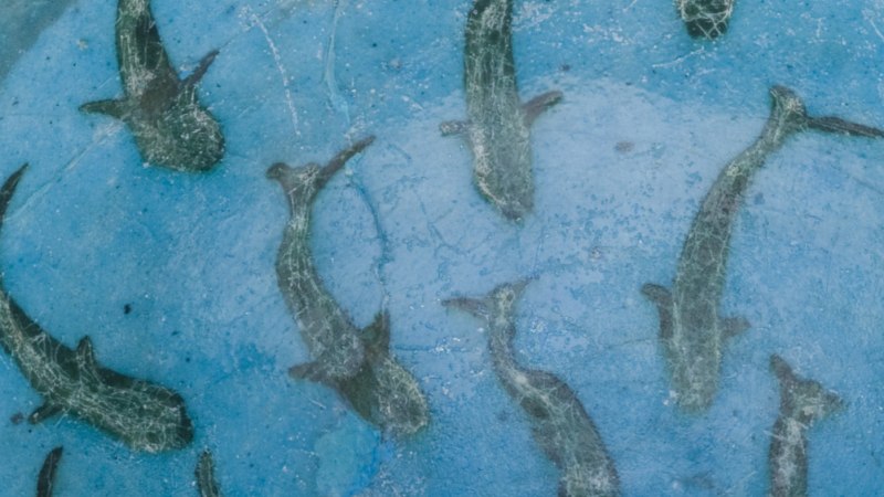 Detailaufnahme einer blauen Schale mit Fischmotiven, die aus dem Iran des 13. Jahrhunderts stammt. Die Fische sind kunstvoll in die Oberfl&auml;che eingearbeitet., &copy; Linden-Museum Stuttgart, Foto: Anatol Dreyer