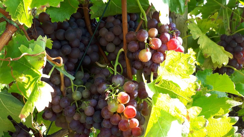 Rote Weintrauben hängen dicht an einem Rebstock, umgeben von leuchtend grünen Blättern im Sonnenlicht., © SMG Rote Weintrauben hängen dicht an einem Rebstock, umgeben von leuchtend grünen Blättern im Sonnenlicht., © SMG