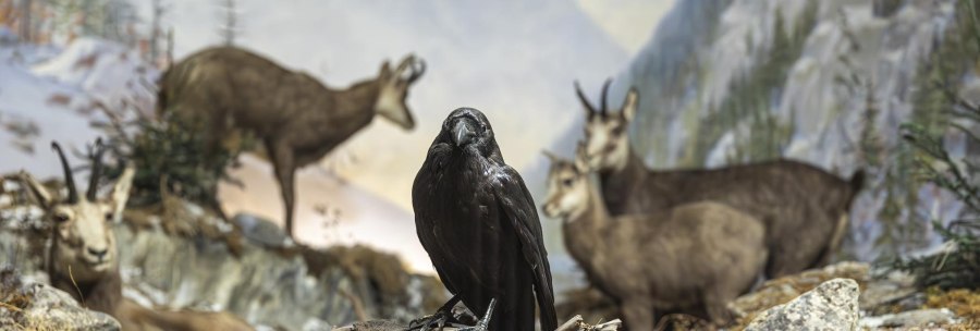 A stuffed raven on a branch, surrounded by mountain goats in a lifelike diorama scene at Rosenstein Castle Natural History Museum., © Stuttgart Marketing GmbH, Sarah Schmid