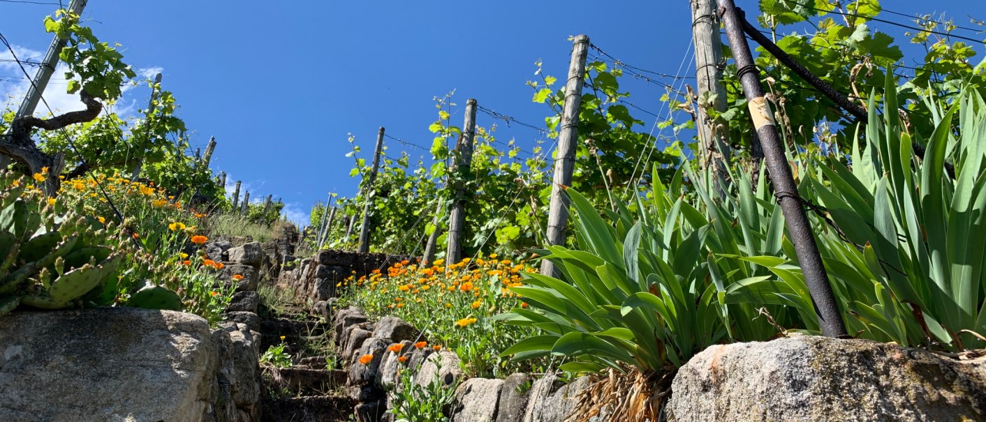 Steinige Treppe führt durch einen Weinberg mit grünen Reben und orangefarbenen Blumen unter klarem, blauem Himmel., © Weingärtnergenossenschaft Hedelfingen