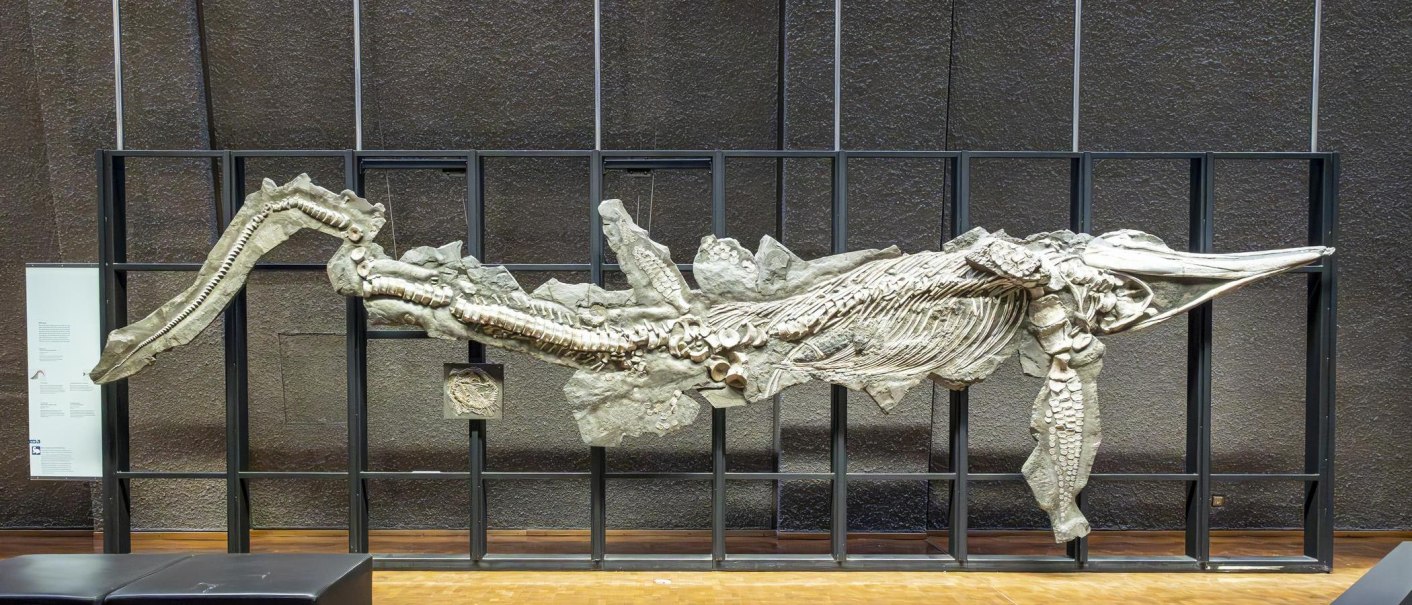 A large fossil of a marine animal is on display in a metal frame in the Museum am Löwentor., © Stuttgart-Marketing GmbH, Sarah Schmid