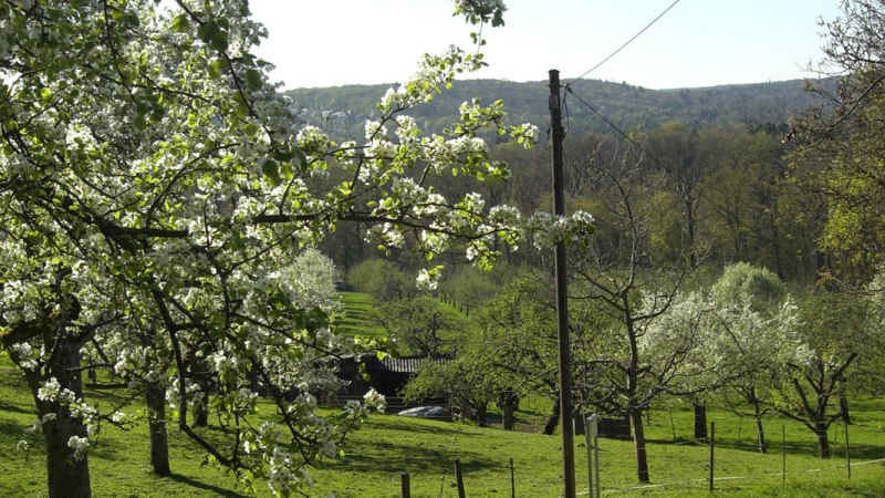 Streuobstwiese Gewann Kressart, © Stuttgarter Straßenbahnen AG Streuobstwiese Gewann Kressart, © Stuttgarter Straßenbahnen AG