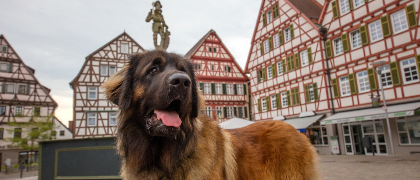 A Leonberger dog stands in an old town with half-timbered houses in the background. The dog has a brown coat and is looking intently into the distance., © © Stuttgart-Marketing GmbH A Leonberger dog stands in an old town with half-timbered houses in the background. The dog has a brown coat and is looking intently into the distance., © © Stuttgart-Marketing GmbH