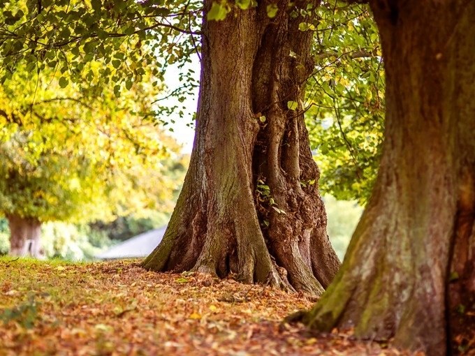 Three large trees with thick trunks stand on an area covered in autumn leaves. Other trees can be seen in the background., © Cool-Tours StattReisen Three large trees with thick trunks stand on an area covered in autumn leaves. Other trees can be seen in the background., © Cool-Tours StattReisen