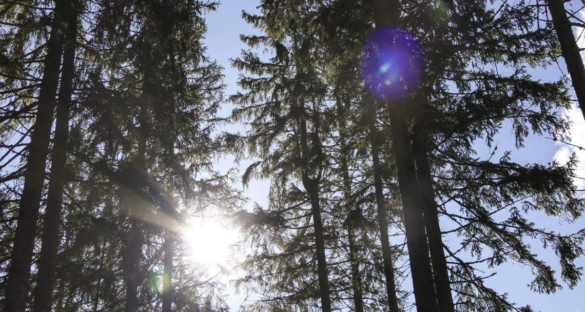 Sonnen scheint durch Bäume dahinter blauer Himmel, © TMBW Sonnen scheint durch Bäume dahinter blauer Himmel, © TMBW