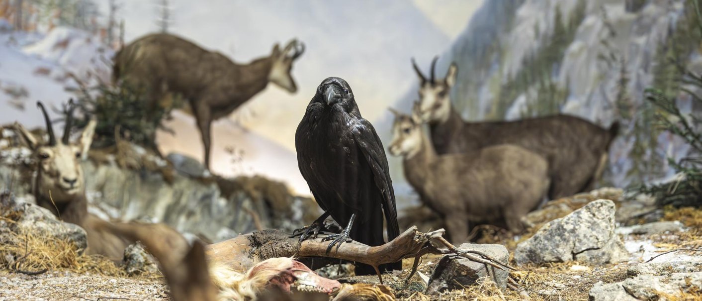 A stuffed raven on a branch, surrounded by mountain goats in a lifelike diorama scene at Rosenstein Castle Natural History Museum., &copy; Stuttgart Marketing GmbH, Sarah Schmid