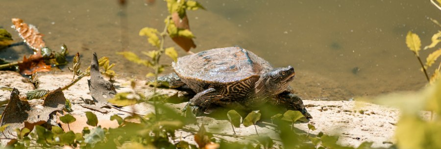 A turtle sits on the bank of a pond, surrounded by leaves and plants in the sunlight., &copy; SMG, Sarah Schmid