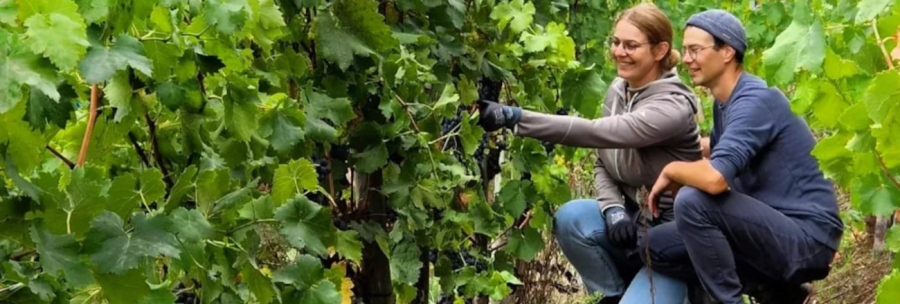Two people kneel in a vineyard and inspect the grapes on the vines. They are wearing casual clothes and appear to be concentrating on their work., &copy; Weinfrequenz