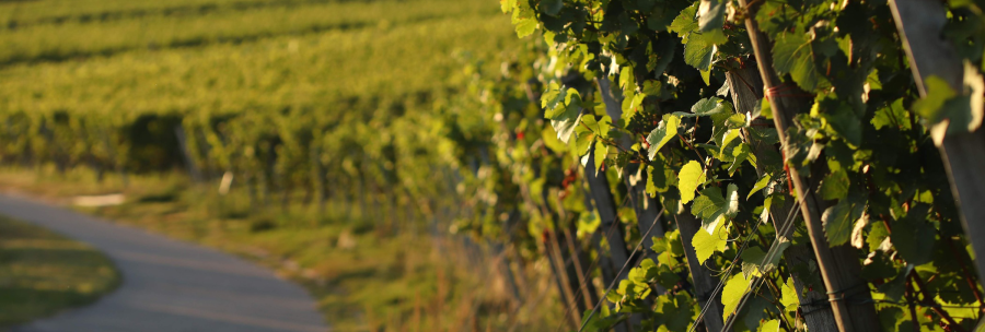 Vines in the sunlight along a winding path in a vineyard. The leaves are green and dense, and the landscape looks idyllic., © Weinbau Glock und Sohn GbR