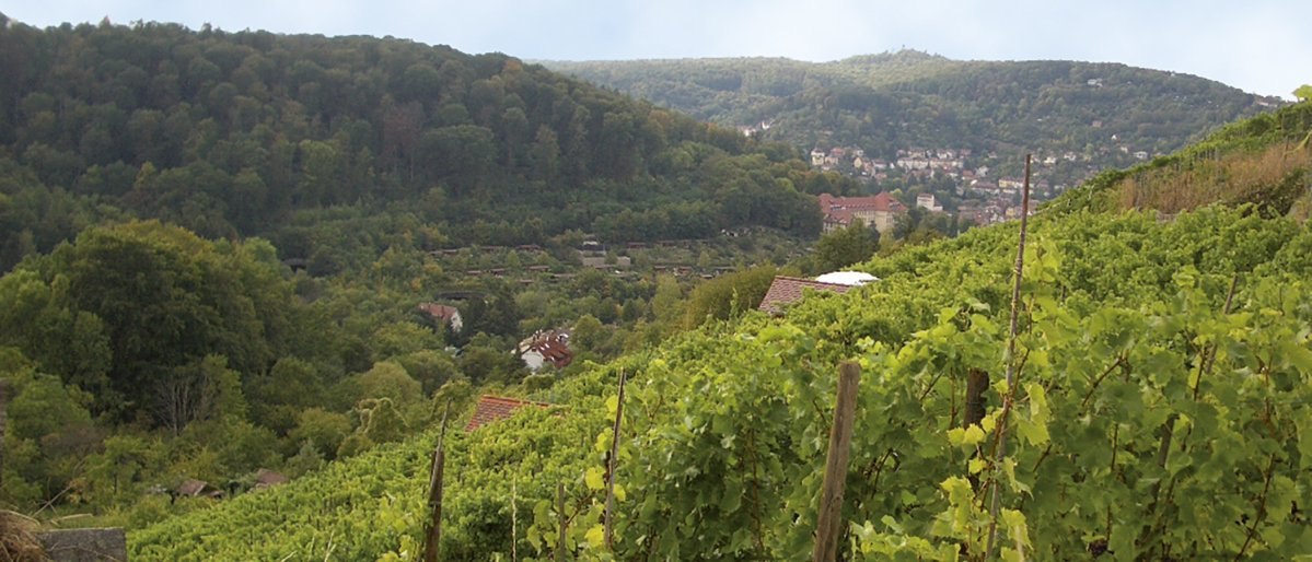 Green vineyards stretch over rolling hills, with a wooded valley and a town in the background., © Stuttgart-Marketing GmbH Green vineyards stretch over rolling hills, with a wooded valley and a town in the background., © Stuttgart-Marketing GmbH