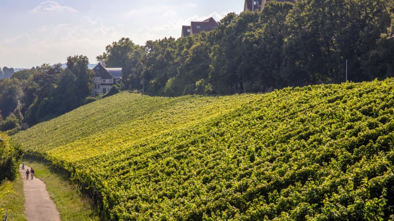 Weinberge in der Region Stuttgart