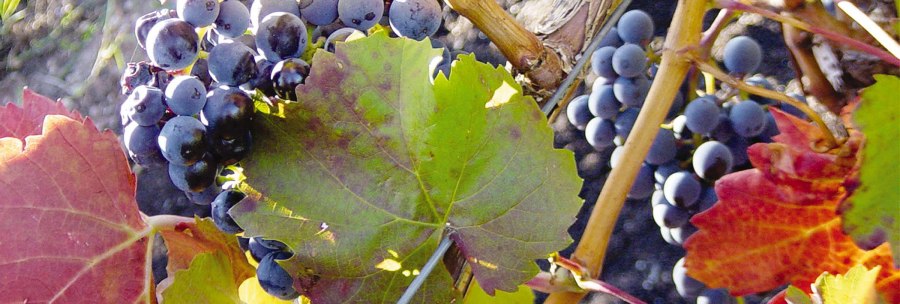 Blue grapes hang on a vine, surrounded by green and red leaves., &copy; Stuttgart-Marketing GmbH