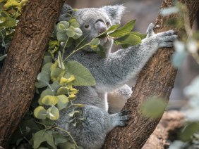 Ein Koala sitzt in einem Baum und isst Eukalyptusblätter. Der Hintergrund ist unscharf, mit vielen grünen Blättern., © Stuttgart-Marketing GmbH, Sarah Schmid Ein Koala sitzt in einem Baum und isst Eukalyptusblätter. Der Hintergrund ist unscharf, mit vielen grünen Blättern., © Stuttgart-Marketing GmbH, Sarah Schmid