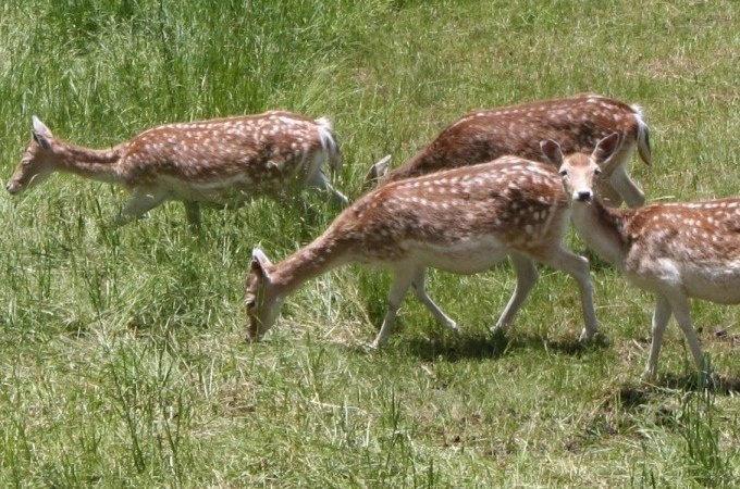 Vier Rehe mit geflecktem Fell grasen auf einer grünen Wiese in der Sonne., © Kultweine-Kochwelten-Kunstücke - Kochschule Sonja Lenz Vier Rehe mit geflecktem Fell grasen auf einer grünen Wiese in der Sonne., © Kultweine-Kochwelten-Kunstücke - Kochschule Sonja Lenz