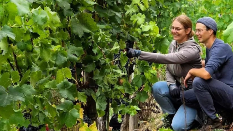 Zwei Personen knien in einem Weinberg und inspizieren die Trauben an den Reben. Sie tragen Freizeitkleidung und scheinen konzentriert zu arbeiten., © Weinfrequenz