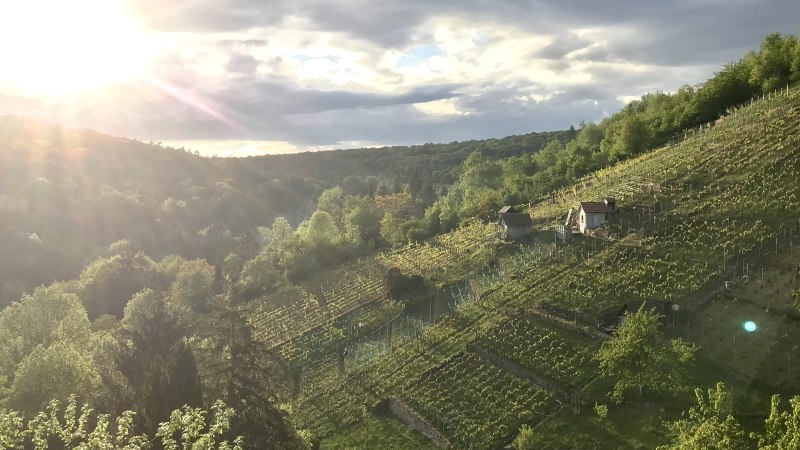 Sonnenuntergang &uuml;ber einem Weinberg im D&uuml;rrbachtal. Die Sonne strahlt &uuml;ber die H&uuml;gel, w&auml;hrend kleine H&uuml;tten zwischen den Reben stehen., &copy; Gut Rohreck